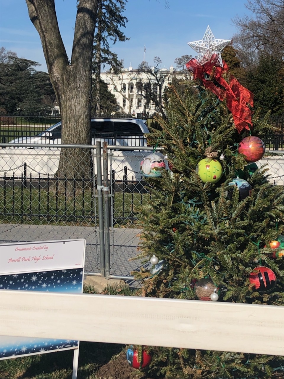 tree in front of white house
