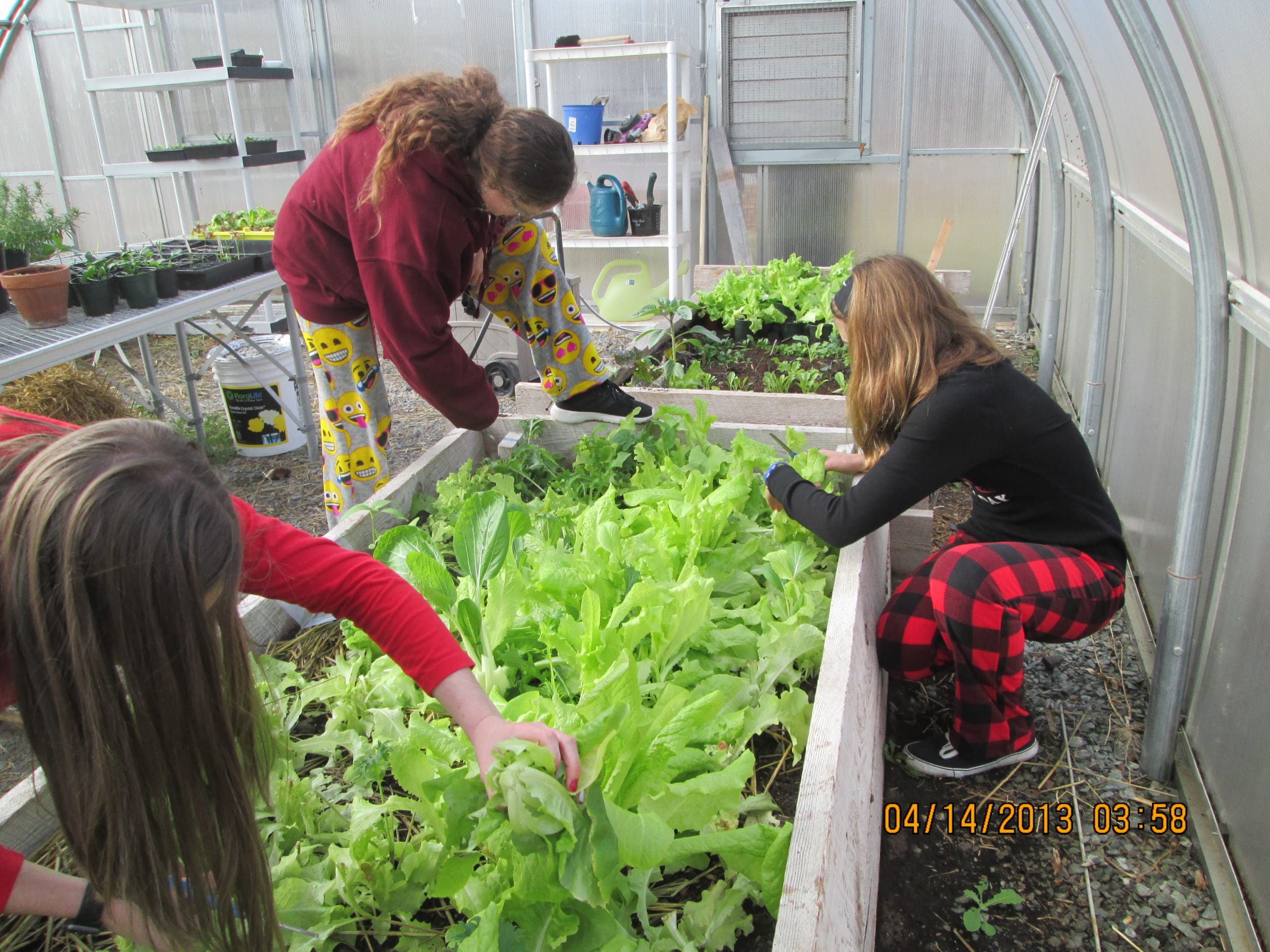 students harvesting lettuce