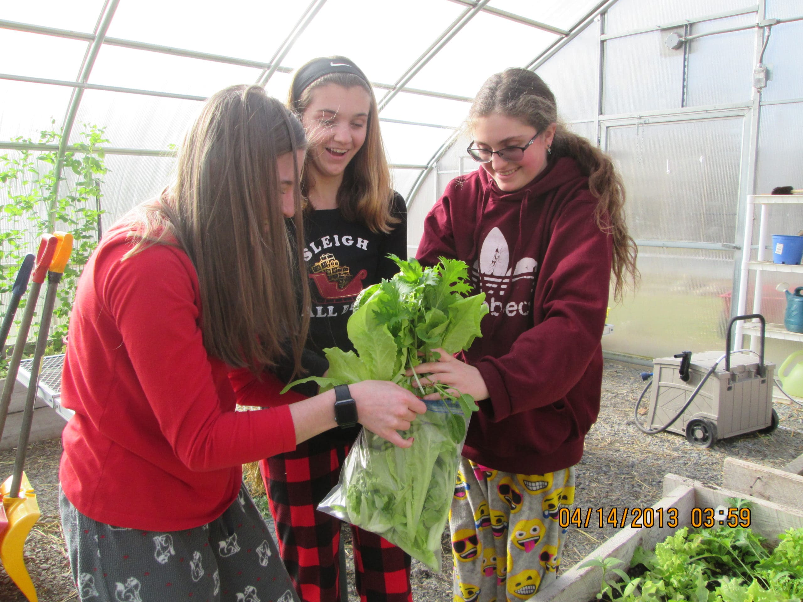 students harvesting lettuce